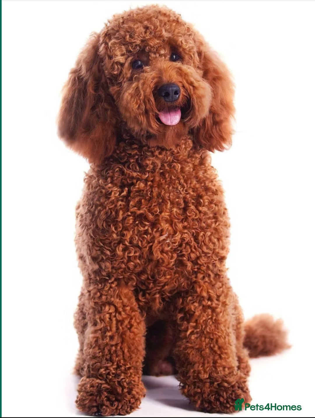 Cockapoo dogs for sale: 3 Stunning Dark Red Cockapoo Puppies - Image 10