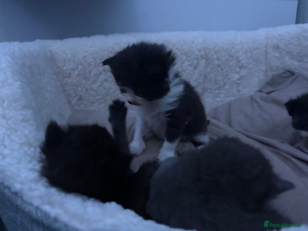 British Longhair cats for sale: Kittens need gone (available to leave in 2 weeks) - Advert 8