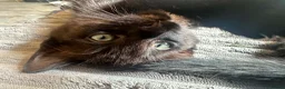 Mixed Breed cats for sale: Gorgeous Kittens Mixed Breed Kittens Ready Now - Advert 9