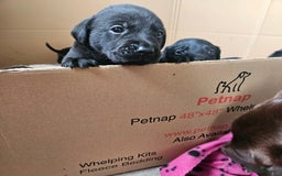 Labrador Retriever dogs for sale: Chunky Family Labrador Puppies  - Image 10