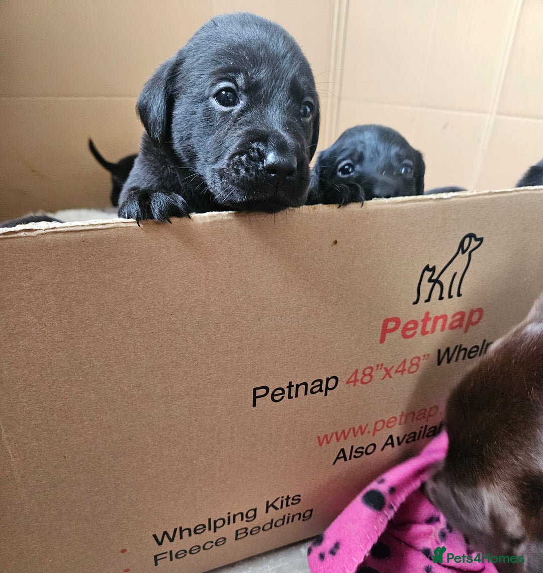 Labrador Retriever dogs for sale: Chunky Family Labrador Puppies  - Image 10