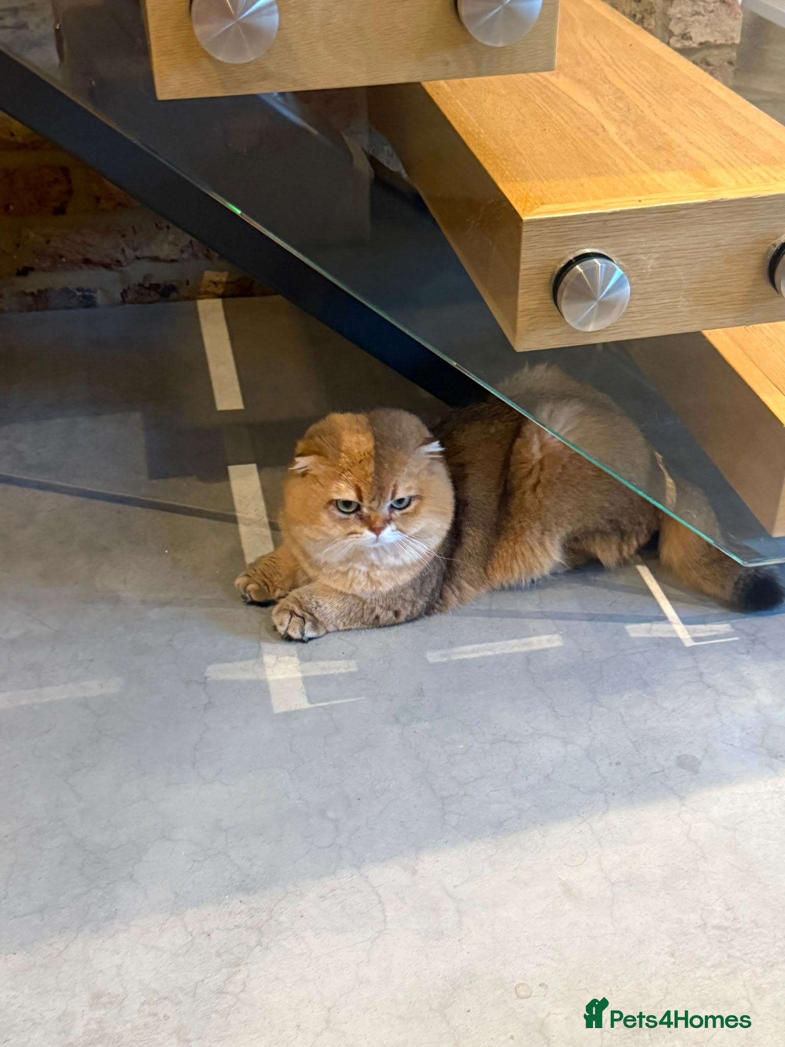 Scottish Fold cats Reduced Scottish Fold Kittens – 2 Boys & 1 Girl - Advert 2