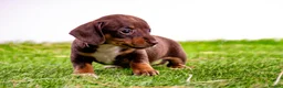 Miniature Dachshund dogs for sale: Stunning kc registered miniature dachshund puppies in Evesham - Advert 5