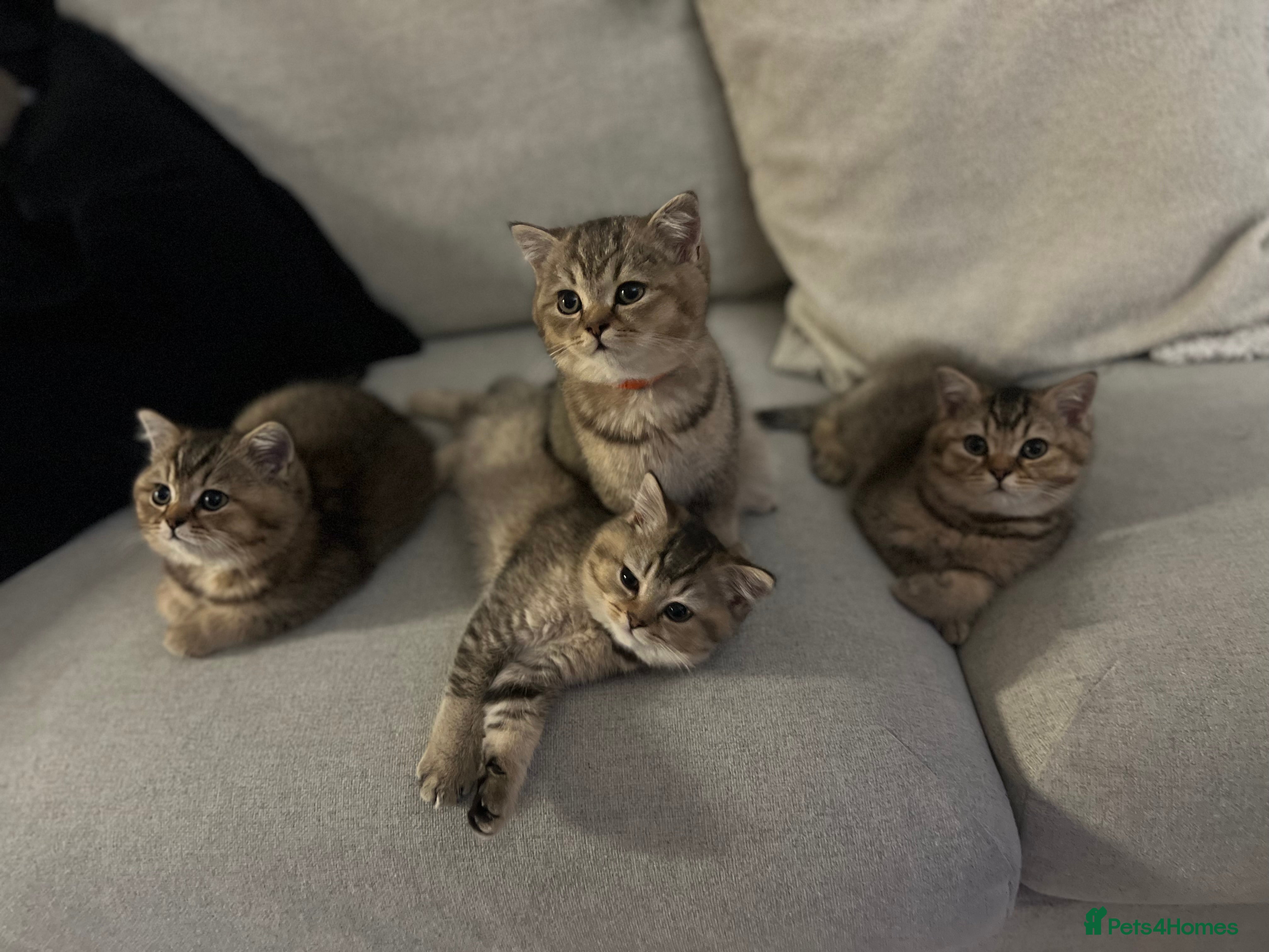 British Shorthair cats 4 Beautiful British Shorthair Kittens for Sale in London - Advert 1