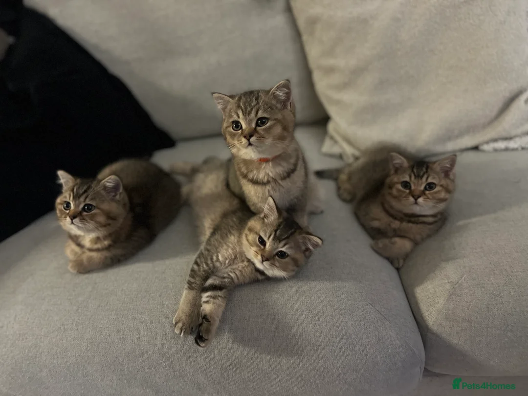British Shorthair cats for sale: 4 Beautiful British Shorthair Kittens for Sale - Advert 1