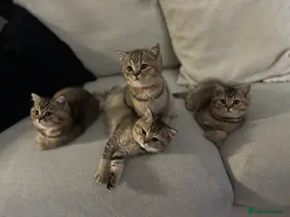 British Shorthair cats 4 Beautiful British Shorthair Kittens for Sale in London - Advert 3