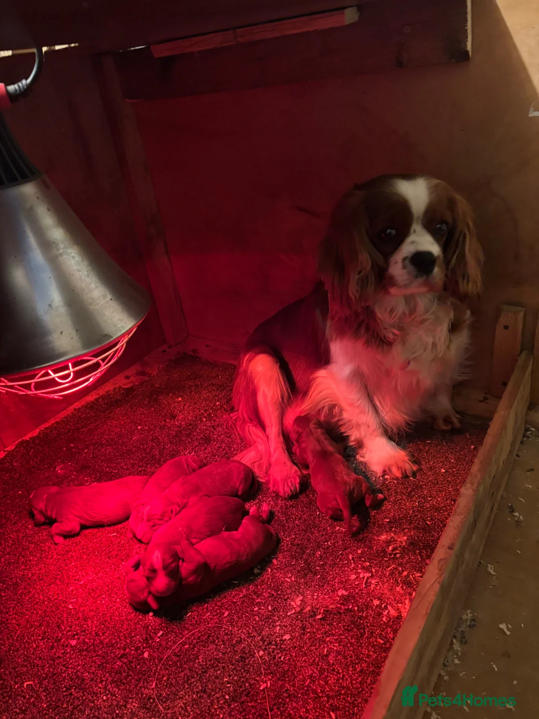 Cavapoo dogs for sale: Beautiful Red Cavapoo Pups in Sunderland - Advert 2