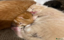 Turkish Angora cats for sale: 🐱🥰Kittens for sale - Image 3