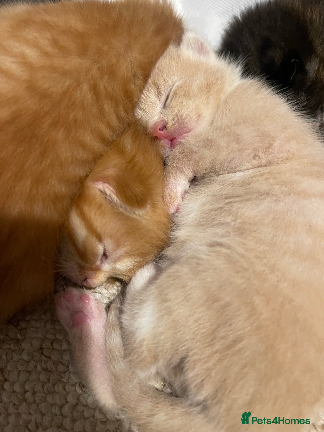 Turkish Angora cats for sale: 🐱🥰Kittens for sale - Image 3