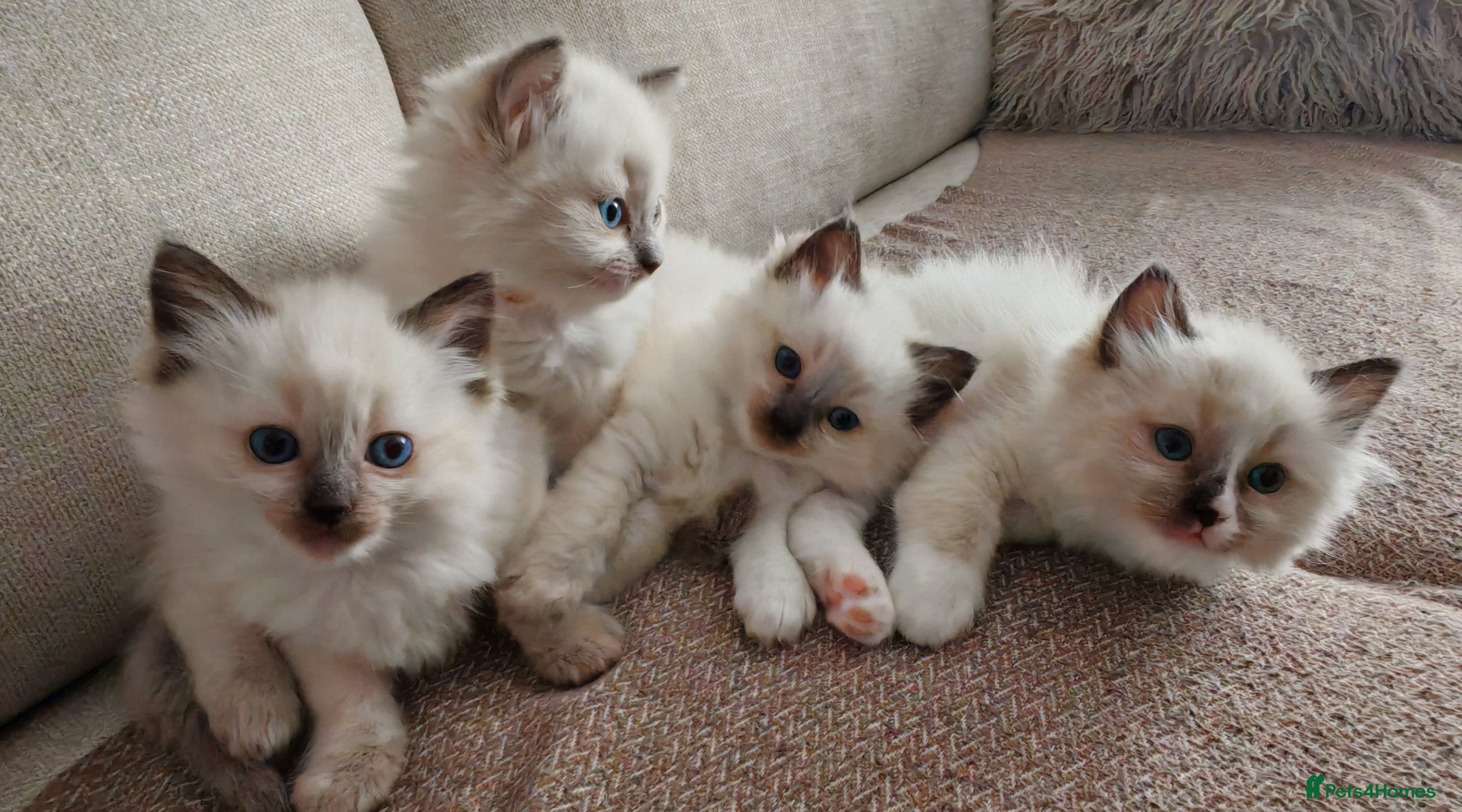 Ragdoll cats Ragdoll kittens  - Advert 7
