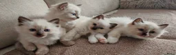 Ragdoll cats for sale: Ragdoll kittens  - Advert 1