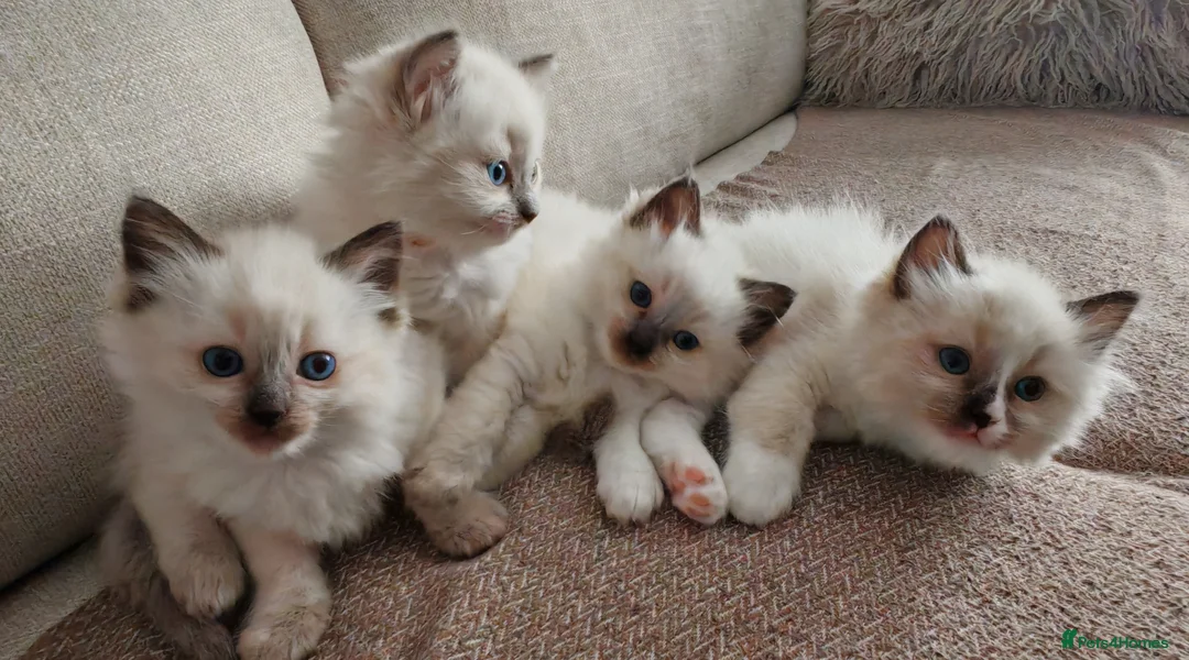 Ragdoll cats for sale: Ragdoll kittens  - Advert 1