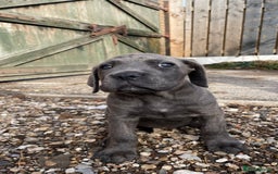 Cane Corso dogs for sale: Cane Corso puppies 9 week old 🫶❤️🫶 - Image 11