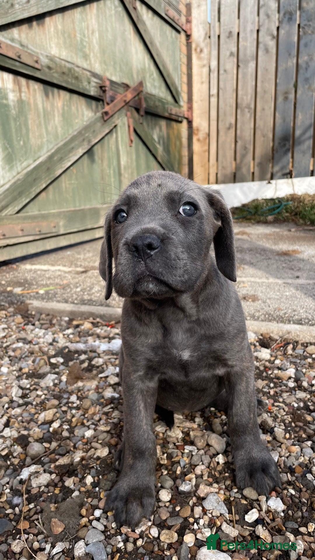 Cane Corso dogs for sale: Cane Corso puppies 9 week old 🫶❤️🫶 - Image 11