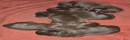 Sprocker dogs for sale: Sprocker spaniel puppies  - Advert 25