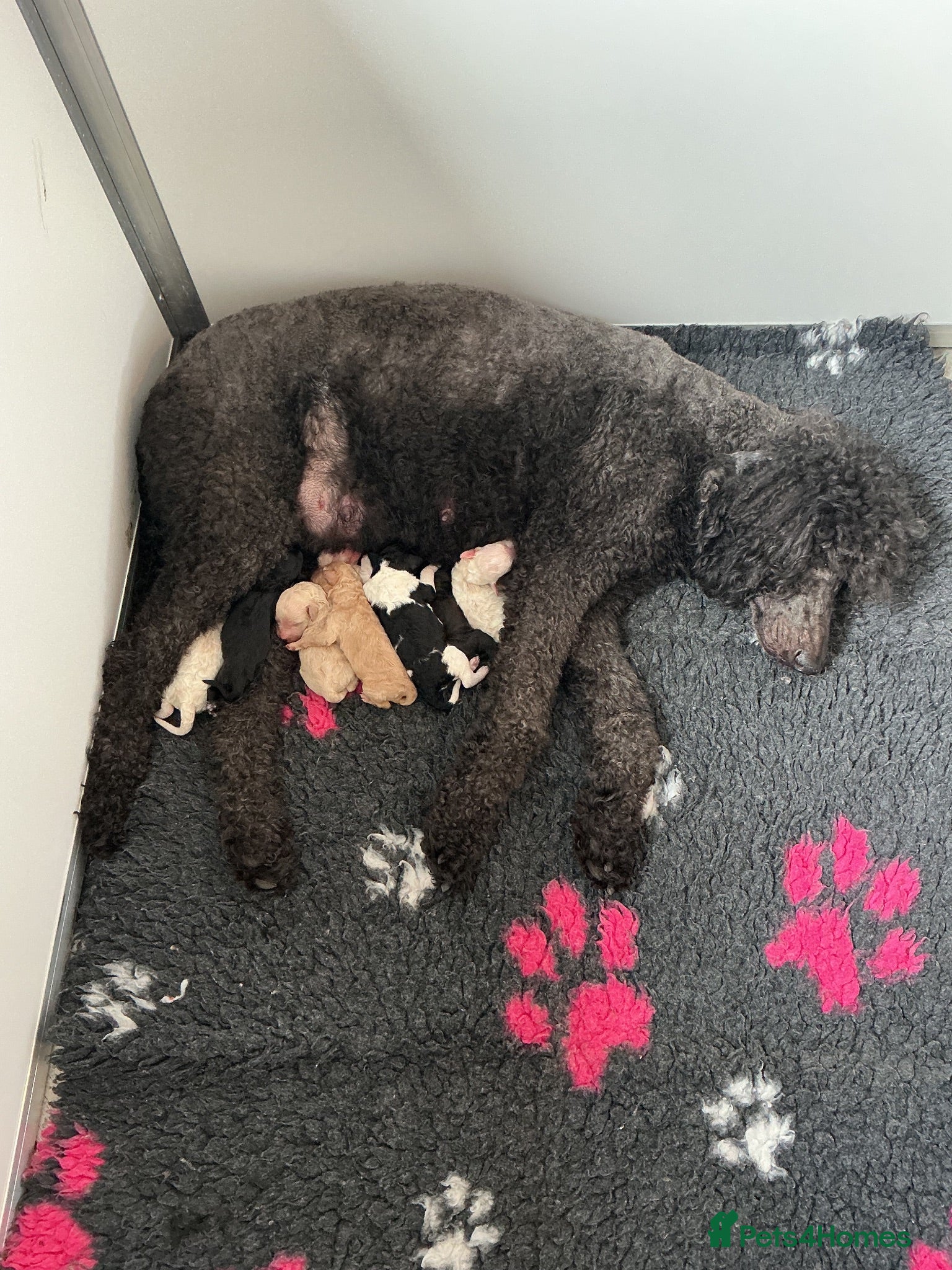 Standard Poodle dogs Gorgeous Standard Poodles - Advert 2
