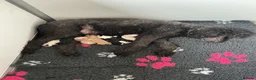 Standard Poodle dogs for sale: Gorgeous Standard Poodles - Advert 1