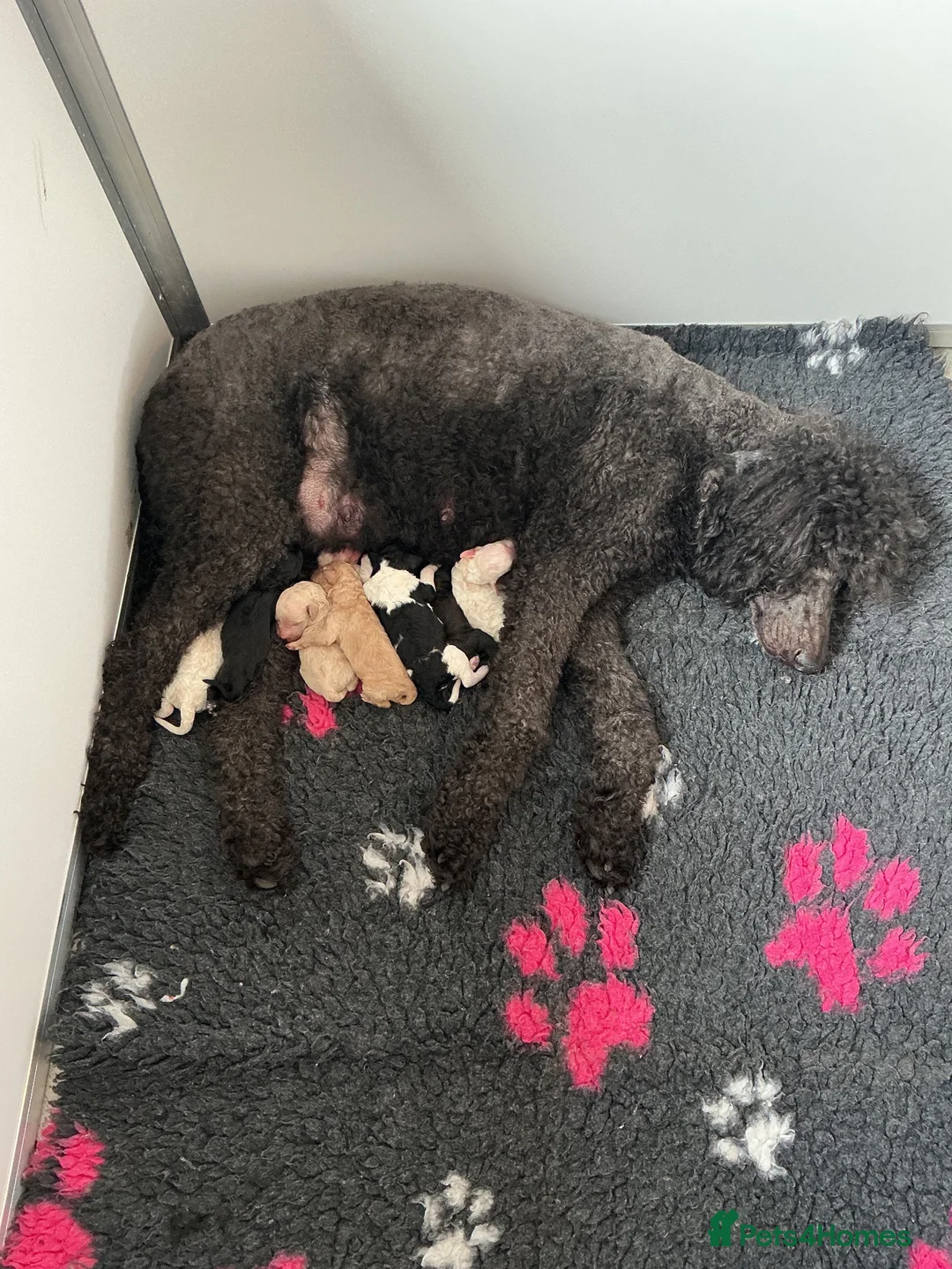 Standard Poodle dogs for sale: Gorgeous Standard Poodles - Advert 1