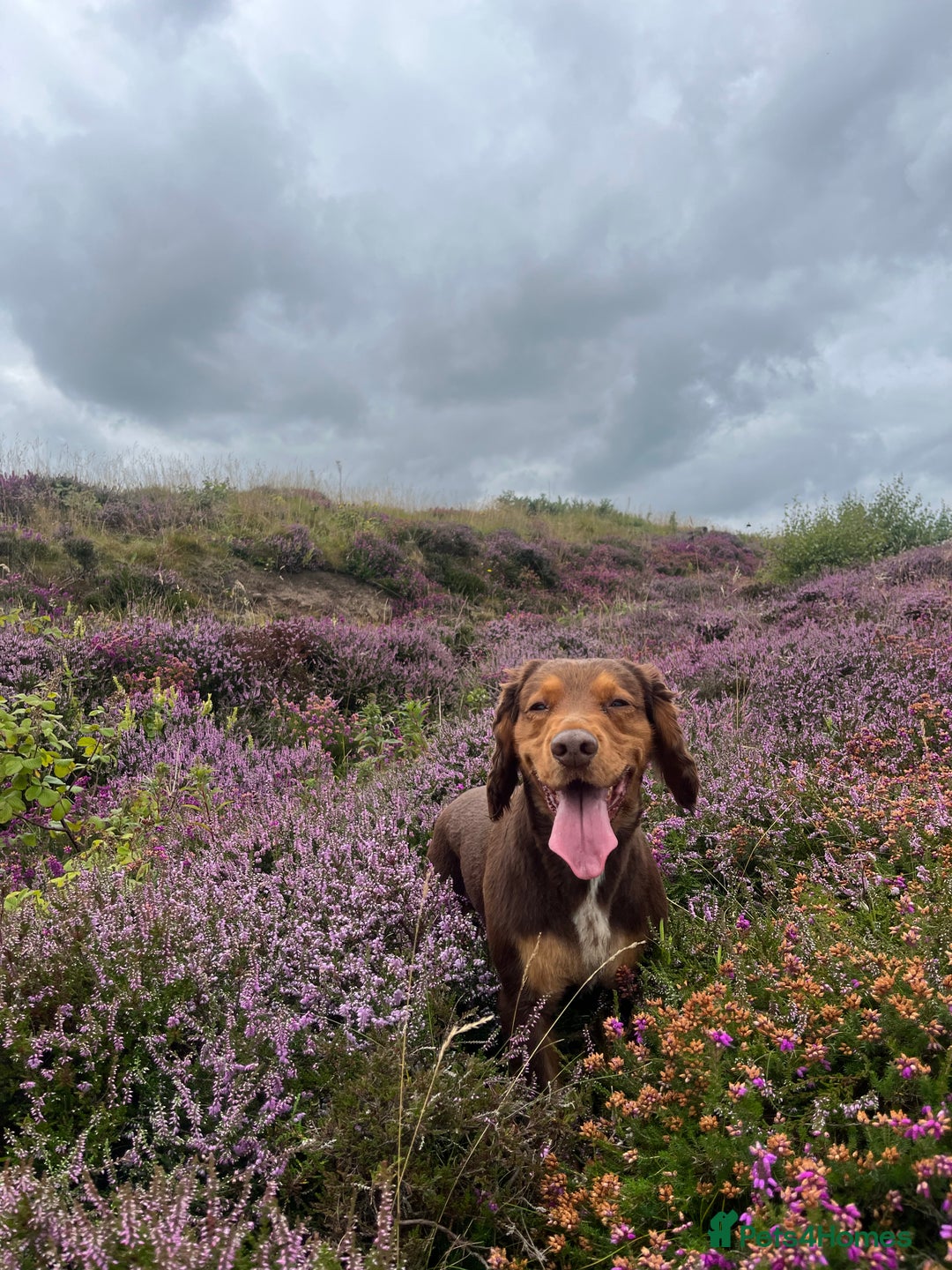 Cocker Spaniel dogs for stud: Cocker Spaniel stud  - Advert 17