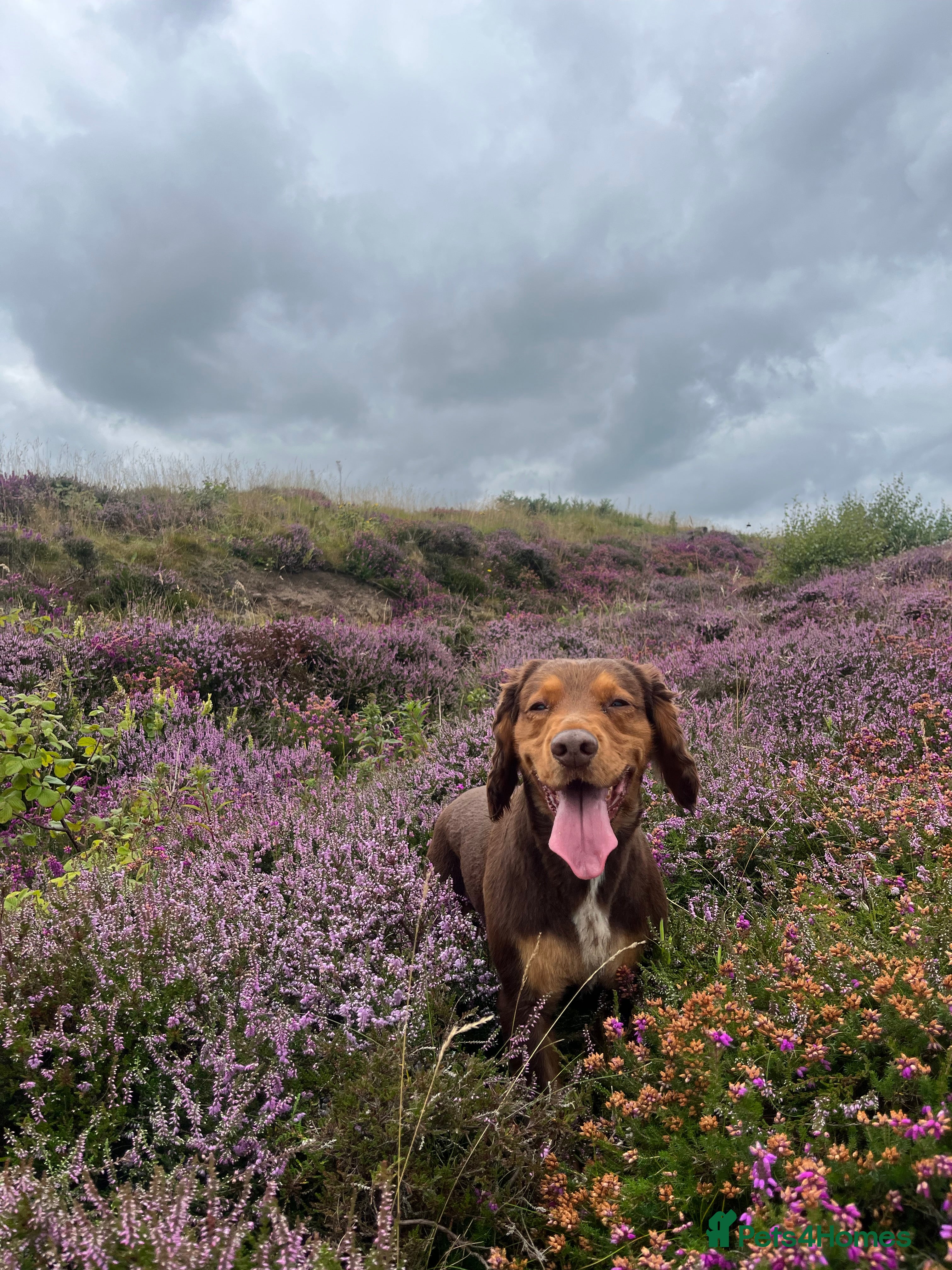 Cocker Spaniel dogs for stud: Cocker Spaniel stud  - Advert 17