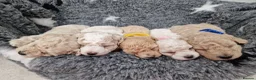 Poochon dogs for sale: Health-Tested Poochon Puppies – Ready 29th May in Carmarthen - Advert 5
