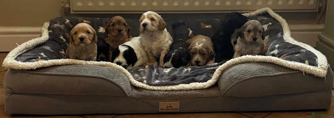 Cockapoo dogs for sale: Stunning F1 Cockapoos from H/Tested KC Parents!! - Advert 2