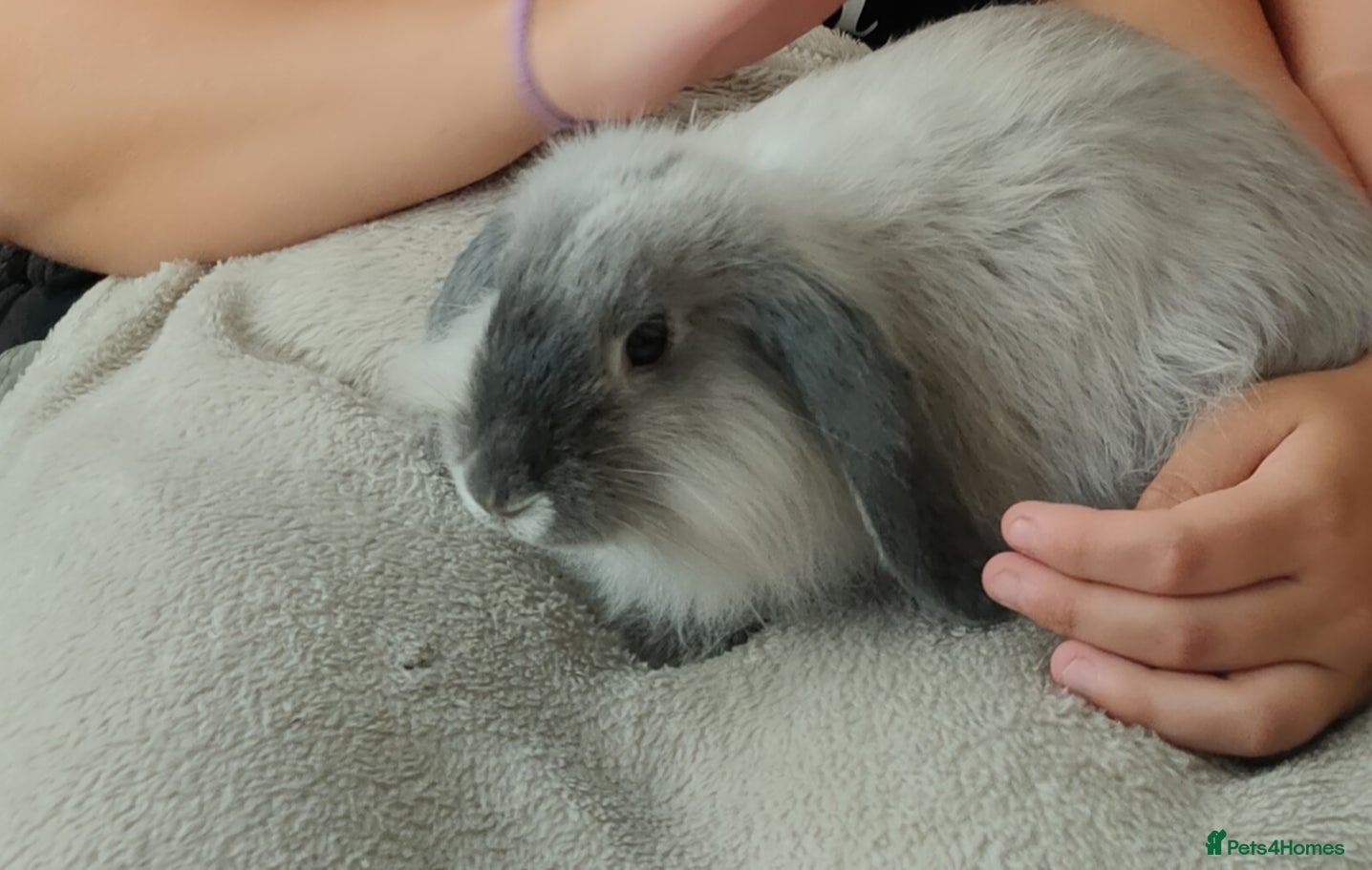 English Lop rabbits Two female rabbits  - Advert 4