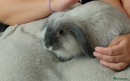English Lop rabbits for sale: Two female rabbits  - Advert 1