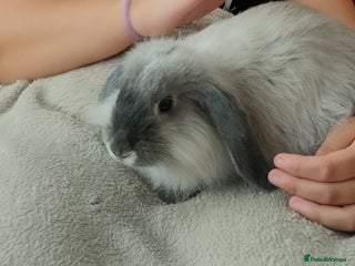 English Lop rabbits Two female rabbits - Advert 15