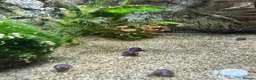 Snails fish for sale: Purple Mystery Snails - Advert 5