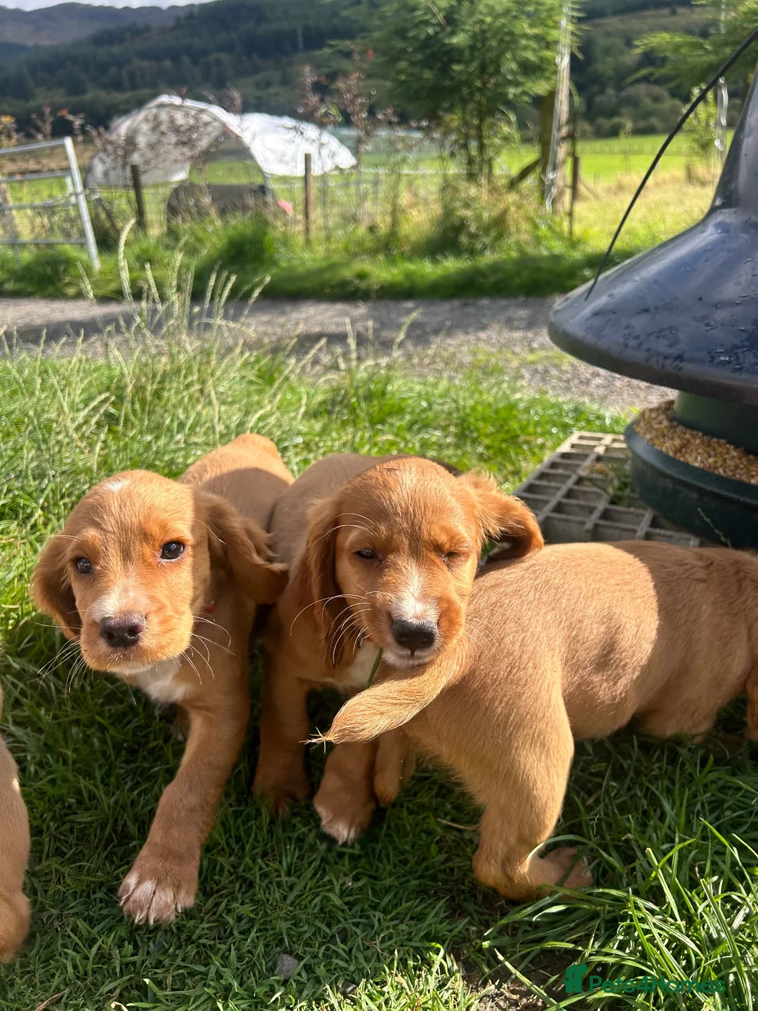 Cocker Spaniel dogs for sale: 2 cocker spaniels left and ready to go! in Crianlarich - Advert 1