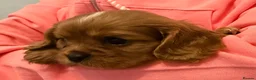 Cavalier King Charles Spaniel dogs for sale: Kc registered health clear King Charles cavaliers - Advert 15