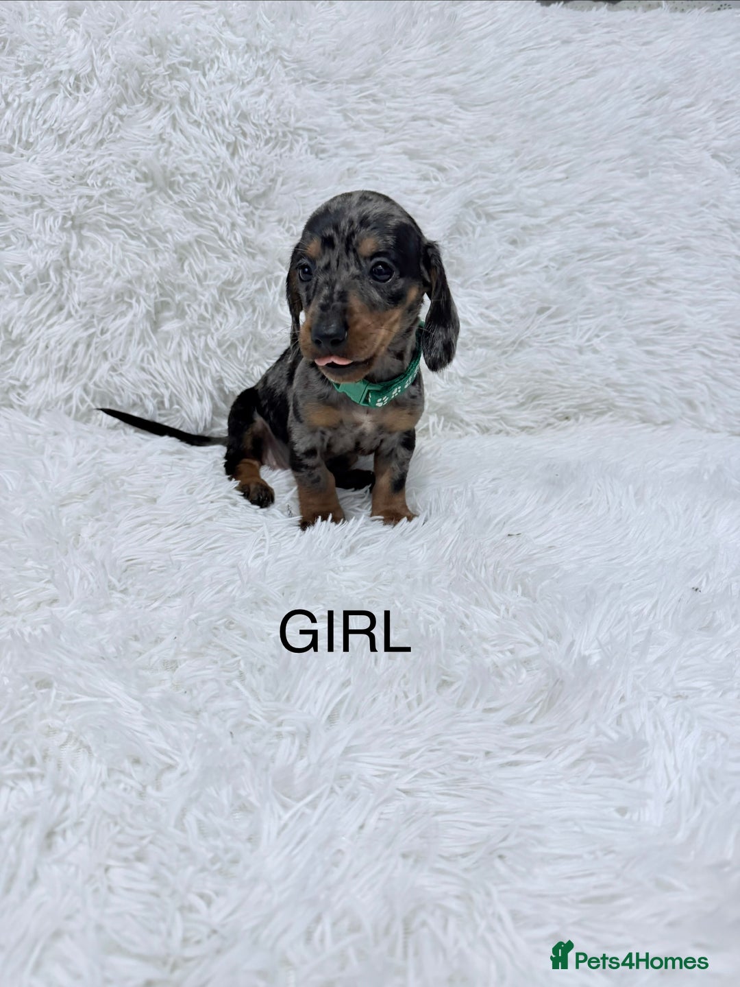 Miniature Dachshund dogs for sale: Miniature Dachshund Puppies  - Advert 5