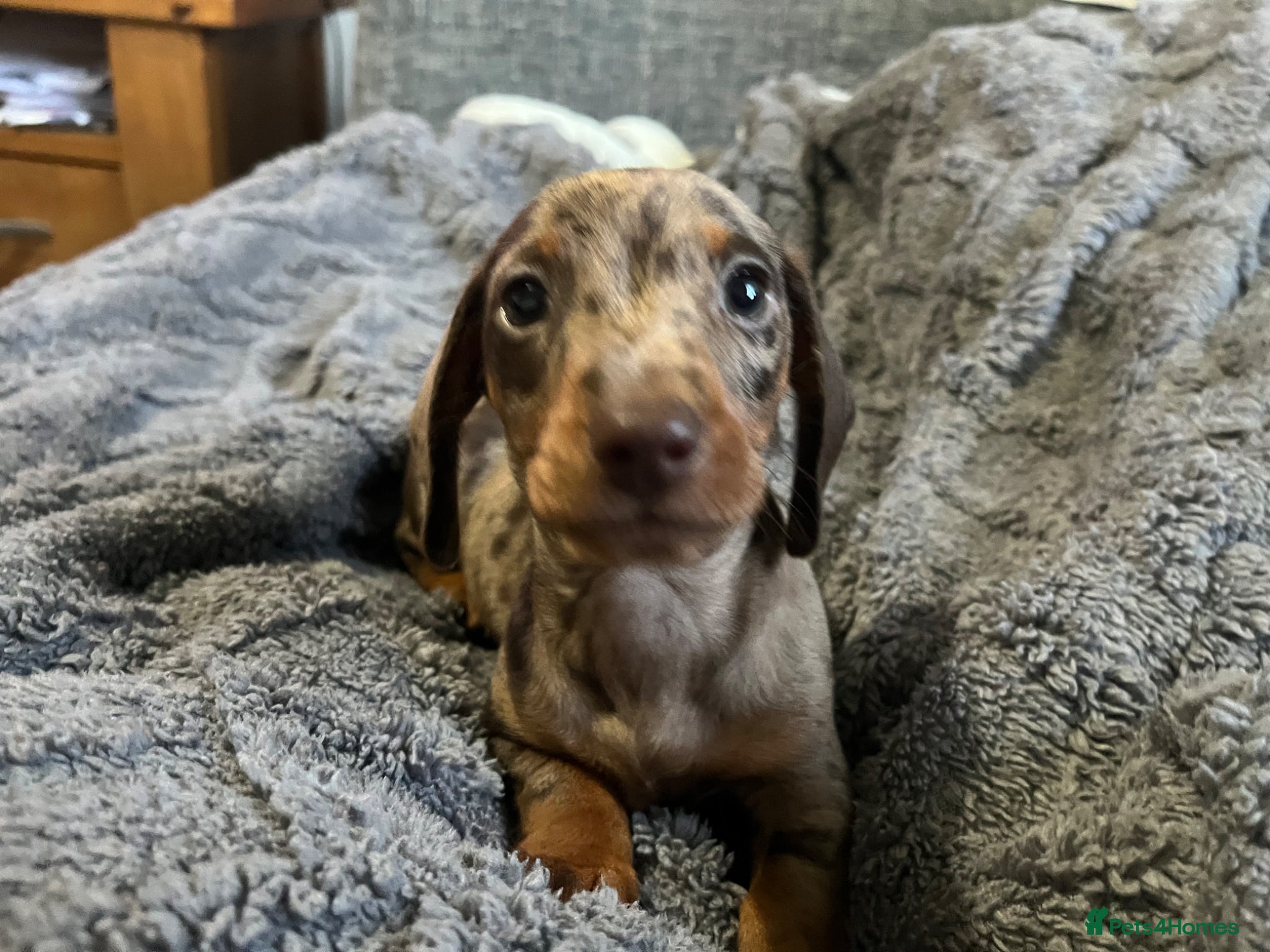 Miniature Dachshund dogs **READY NOW ***MINI DACHSHUND PRA CLEAR  - Advert 10