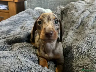 Miniature Dachshund dogs **READY NOW ***MINI DACHSHUND PRA CLEAR - Advert 10