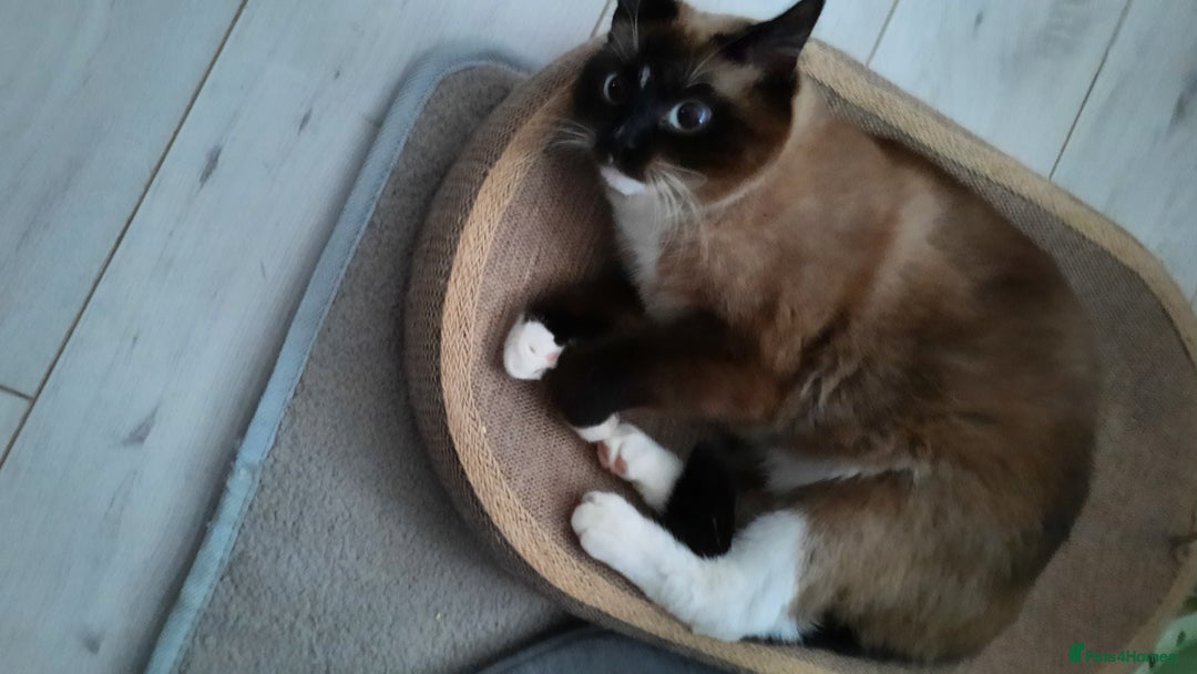 Mixed Breed cats for sale: Ragdoll x Persian  - Advert 4