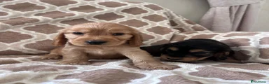 Cocker Spaniel 4