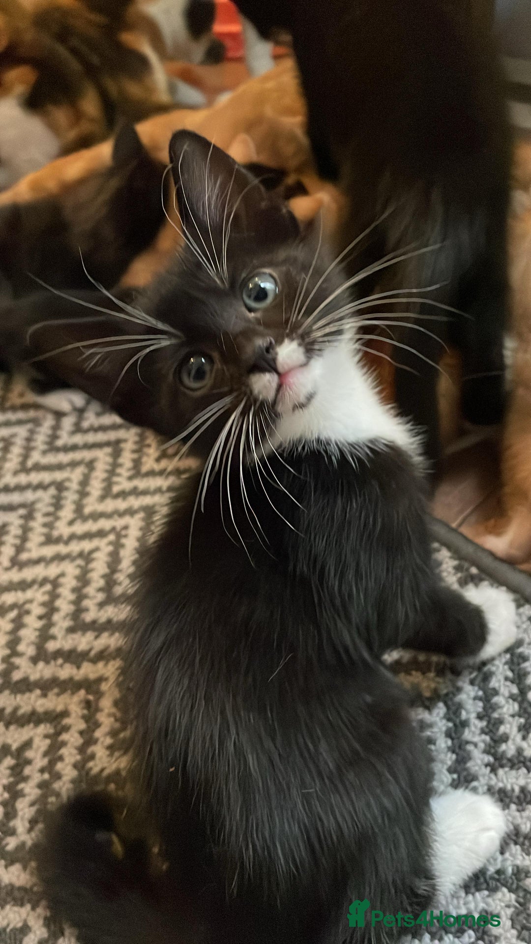 Mixed Breed cats for sale: Cute Adorable Kittens for Sale - Image 15