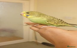 Budgerigars birds for sale: Handreared semitamed and tamed budgies  - Image 13