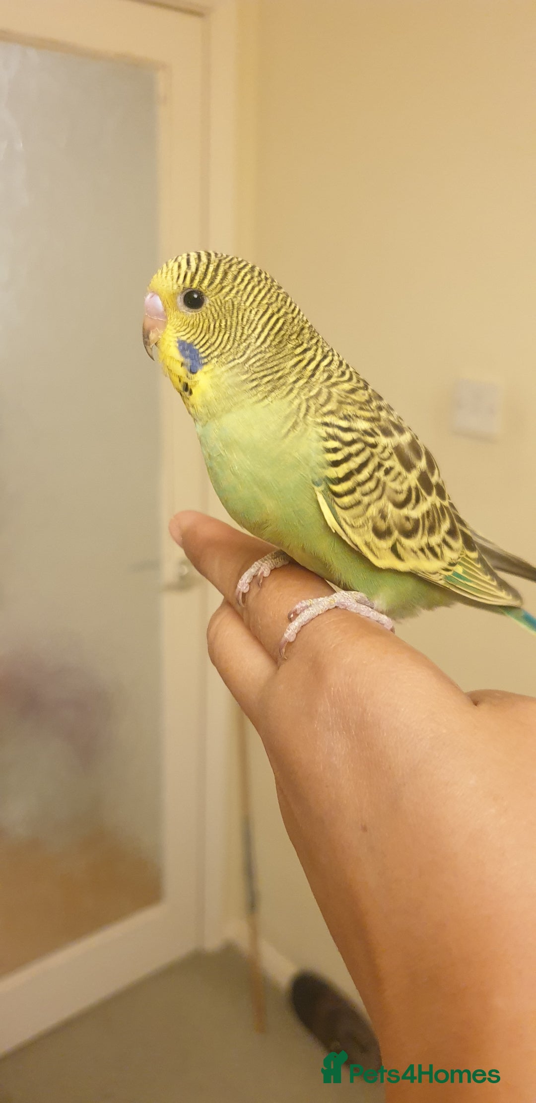 Budgerigars birds for sale: Handreared semitamed and tamed budgies  - Image 13