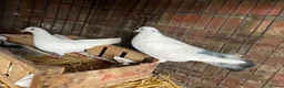Doves birds for sale: Beautiful Flock 50–60 Fantails, Doves&Pigeons–Free - Advert 11