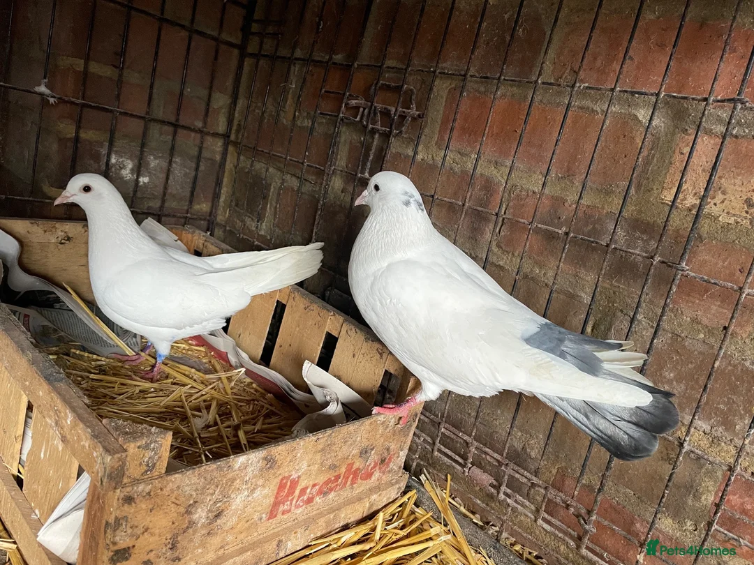 Doves birds for sale: Beautiful Flock 50–60 Fantails, Doves&Pigeons–Free - Advert 11