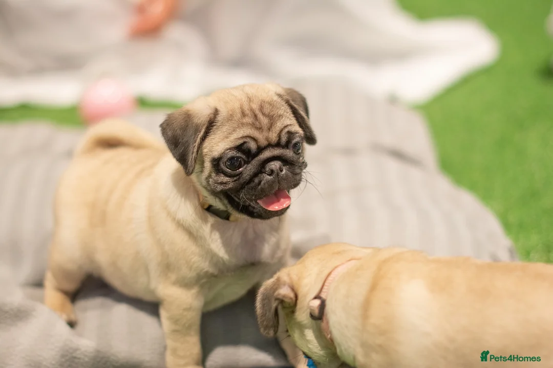 Aegean cats for sale: [DEV TESTING] Kitten Ad Test - Advert 6