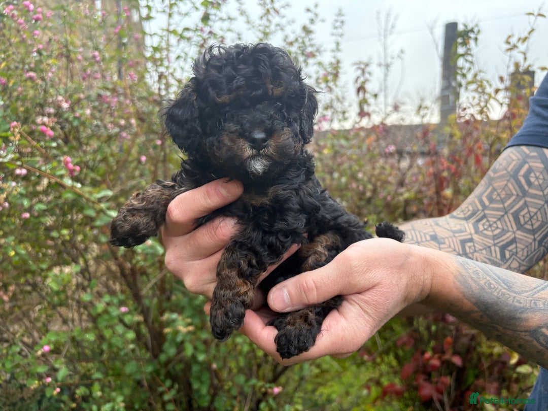 Cavapoo dogs for sale: 2 adorable male Cavapoo Puppies ! 🐾 - Image 17