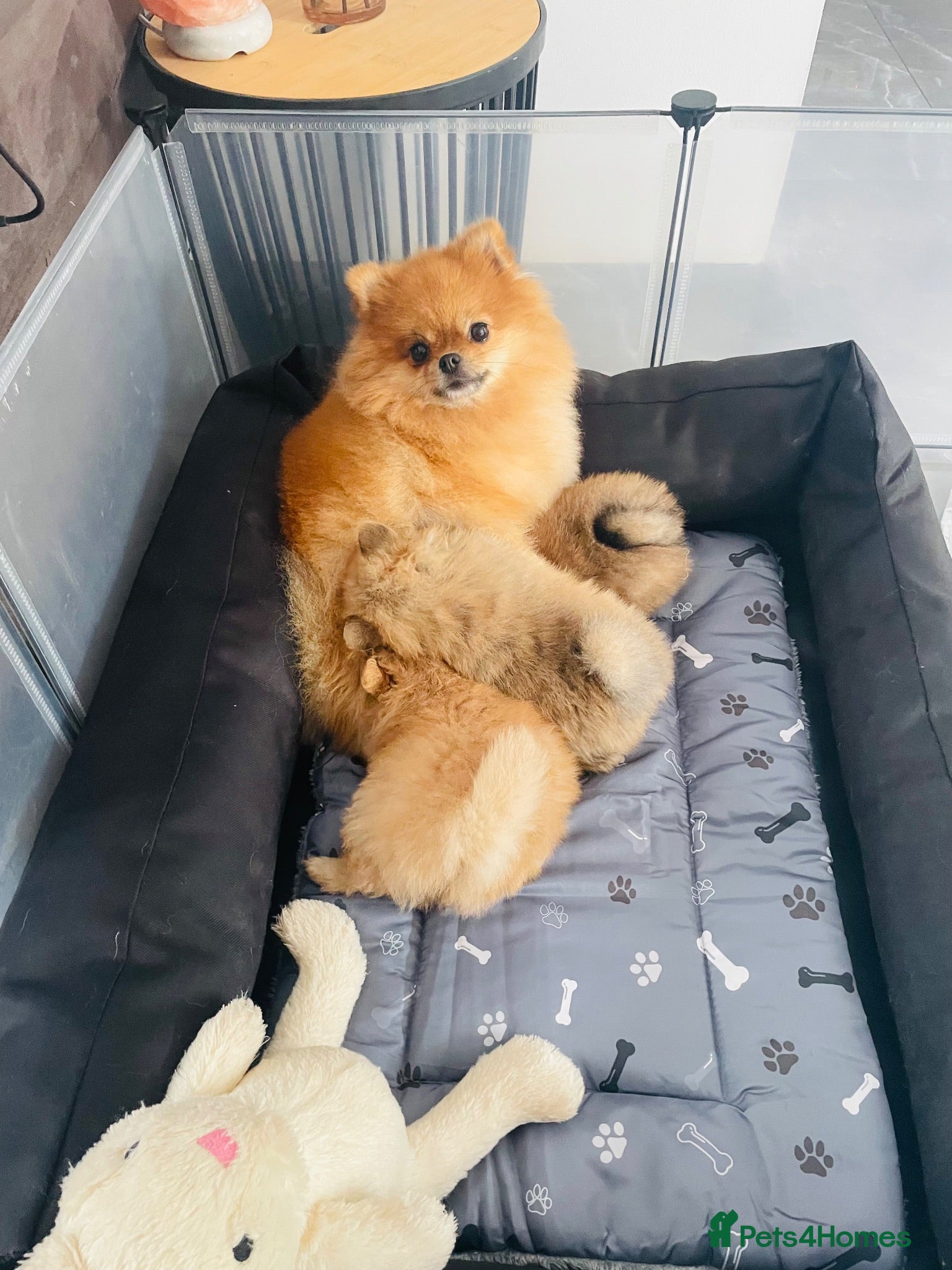 Pomeranian dogs Pomeranian puppies for sale - Advert 1