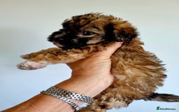 Maltipoo dogs for sale: Maltipoo's rare sable parti colours x4 - Image 21
