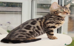 Bengal cats for sale: CUTE BROWN FEMALE BENGAL KITTEN (TICA REG)  - Image 7