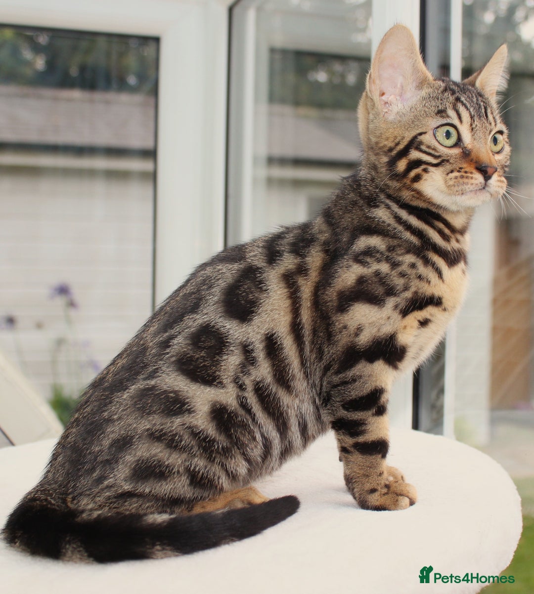 Bengal cats for sale: CUTE BROWN FEMALE BENGAL KITTEN (TICA REG)  - Image 7