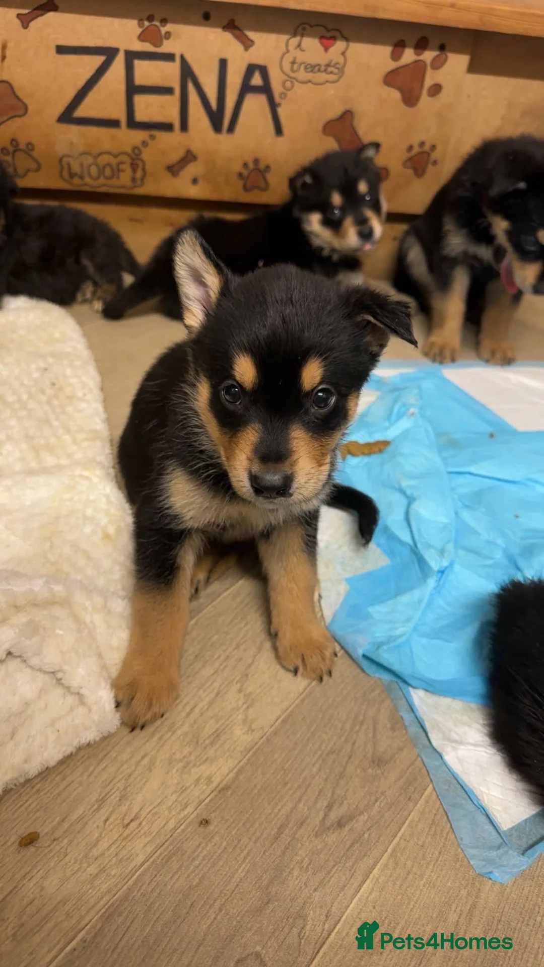 Mixed Breed dogs for sale: Rottweiler/Siberian Husky puppies - Advert 1
