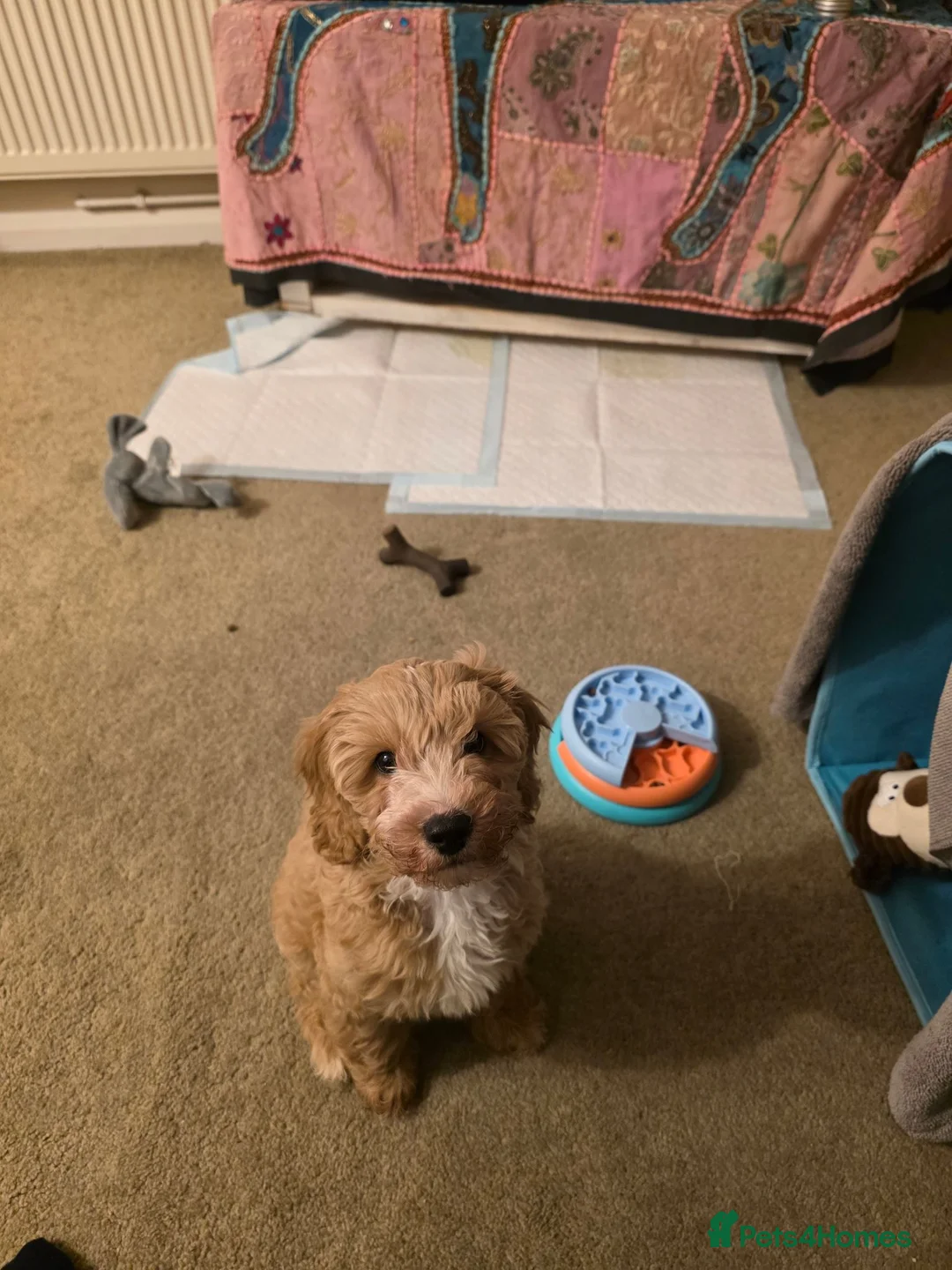 Cavapoo dogs for sale: Cavapoo puppy in Mansfield - Advert 2